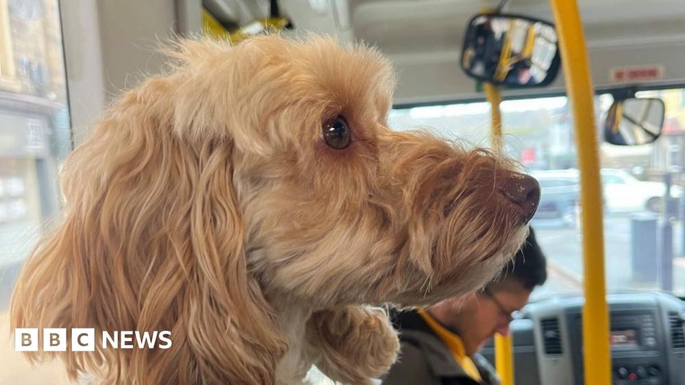 BBC News: The dog bus service bringing smiles to the community